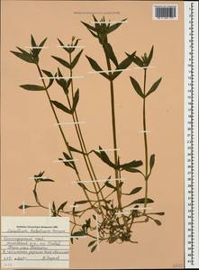 Cerastium haussknechtii Boiss., Caucasus, Krasnodar Krai & Adygea (K1a) (Russia)