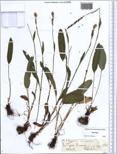 Bistorta vivipara (L.) Delarbre, Middle Asia, Northern & Central Tian Shan (M4) (Kyrgyzstan)