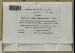 Plagiomnium medium (Bruch & Schimp.) T.J. Kop., Bryophytes, Bryophytes - Krasnoyarsk Krai, Tyva & Khakassia (B17) (Russia)