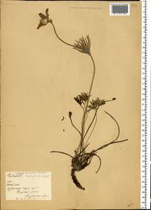 Pulsatilla patens (L.) Mill., Eastern Europe, Latvia (E2b) (Latvia)