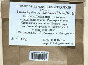 Barbilophozia barbata (Schmidel ex Schreb.) Loeske, Bryophytes, Bryophytes - Karelia, Leningrad & Murmansk Oblasts (B4) (Russia)