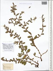 Polygonum mesembricum Chrtek, Caucasus, Black Sea Shore (from Novorossiysk to Adler) (K3) (Russia)