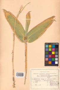 Sasa senanensis (Franch. & Sav.) Rehder, Siberia, Russian Far East (S6) (Russia)