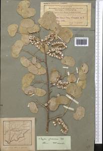 Populus ×glaucicomans Dode, Middle Asia, Pamir & Pamiro-Alai (M2) (Tajikistan)