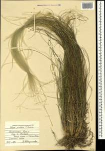 Stipa pontica P.A.Smirn., Crimea (KRYM) (Russia)