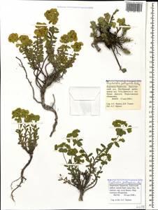 Euphorbia petrophila C.A.Mey., Caucasus, Stavropol Krai, Karachay-Cherkessia & Kabardino-Balkaria (K1b) (Russia)