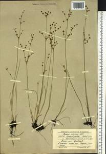 Juncus alpinoarticulatus Chaix, Siberia, Yakutia (S5) (Russia)