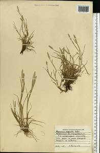 Alopecurus aequalis Sobol., Eastern Europe, Central forest region (E5) (Russia)