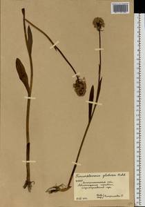 Traunsteinera globosa (L.) Rchb., Eastern Europe, West Ukrainian region (E13) (Ukraine)