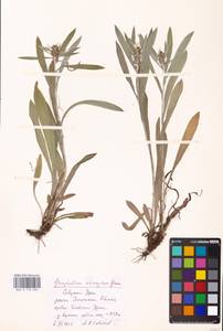 Omalotheca norvegica (Gunnerus) Sch. Bip. & F. W. Schultz, Eastern Europe, Eastern region (E10) (Russia)
