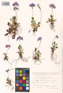 Primula modesta var. fauriei (Franch.) Takeda, Siberia, Russian Far East (S6) (Russia)