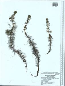 Myriophyllum verticillatum L., Eastern Europe, Central region (E4) (Russia)