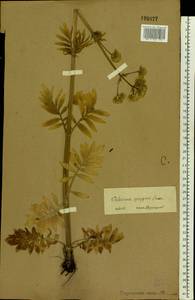 Valeriana rossica P. A. Smirn., Eastern Europe, Central forest-and-steppe region (E6) (Russia)