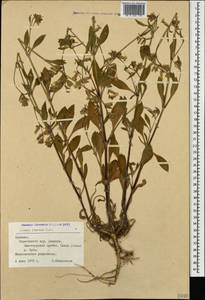Silene dichotoma subsp. dichotoma, Caucasus, Armenia (K5) (Armenia)