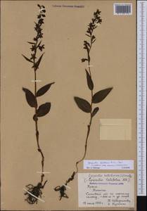 Epipactis helleborine subsp. orbicularis (K.Richt.) E.Klein, Crimea (KRYM) (Russia)