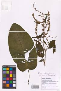 Rumex obtusifolius L., Eastern Europe, Central region (E4) (Russia)