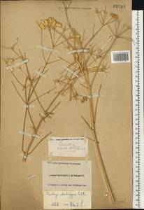 Prangos odontalgica (Pall.) Herrnst. & Heyn, Eastern Europe, Lower Volga region (E9) (Russia)