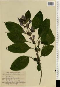 Barleria cristata L., South Asia, South Asia (Asia outside ex-Soviet states and Mongolia) (ASIA) (India)