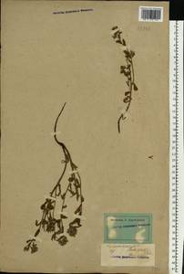 Lycopsis arvensis L., Eastern Europe, Lower Volga region (E9) (Russia)