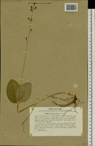 Neottia ovata (L.) Bluff & Fingerh., Siberia, Western Siberia (S1) (Russia)