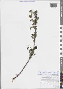 Spiraea crenata subsp. crenata, Eastern Europe, Middle Volga region (E8) (Russia)