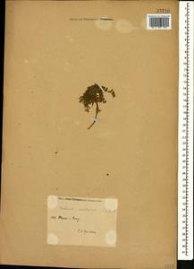 Erodium cicutarium (L.) L'Hér., Caucasus, Azerbaijan (K6) (Azerbaijan)