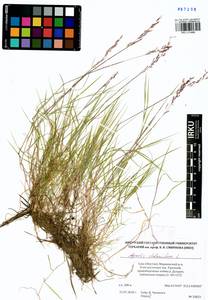 Agrostis stolonifera L., Siberia, Yakutia (S5) (Russia)