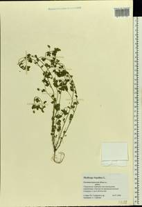 Medicago lupulina L., Eastern Europe, North-Western region (E2) (Russia)