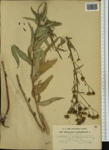 Hieracium umbellatum L., Western Europe (EUR) (Croatia)