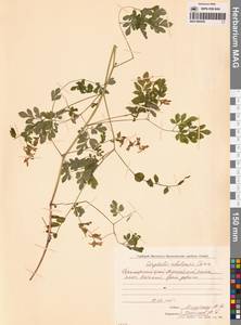 Corydalis ochotensis Turcz., Siberia, Russian Far East (S6) (Russia)