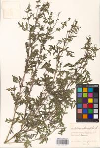 Ambrosia artemisiifolia L., Eastern Europe, Moscow region (E4a) (Russia)