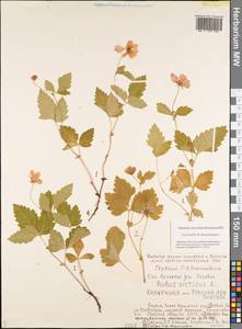 Rubus arcticus L., Siberia, Yakutia (S5) (Russia)
