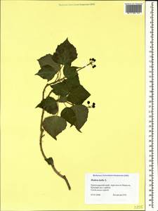 Hedera helix L., Caucasus, Black Sea Shore (from Novorossiysk to Adler) (K3) (Russia)