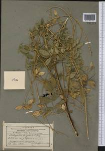 Astragalus lepsensis Bunge, Middle Asia, Western Tian Shan & Karatau (M3)
