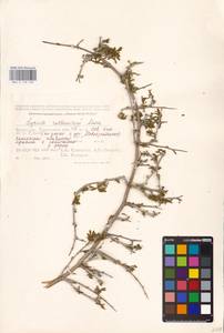 MHA 0 158 560, Lycium ruthenicum Murray, Middle Asia, Caspian Ustyurt & Northern Aralia (M8) (Kazakhstan)
