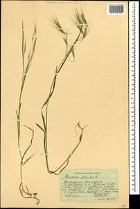 Bromus sterilis L., Caucasus, Stavropol Krai, Karachay-Cherkessia & Kabardino-Balkaria (K1b) (Russia)