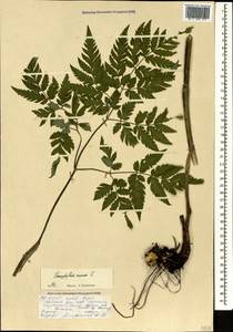 Chaerophyllum aureum L., Caucasus, North Ossetia, Ingushetia & Chechnya (K1c) (Russia)