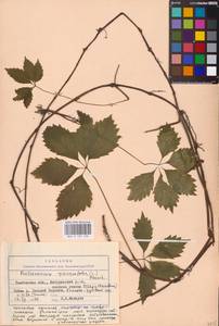 Parthenocissus quinquefolia (L.) Planch., Eastern Europe, Central forest-and-steppe region (E6) (Russia)