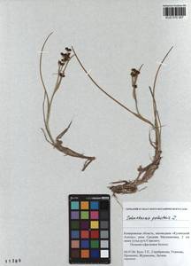 Scheuchzeria palustris L., Siberia, Altai & Sayany Mountains (S2) (Russia)