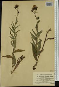 Hieracium inuloides subsp. tridentatifolium (Zahn) Zahn, Western Europe (EUR) (Germany)