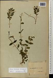 Vinca herbacea Waldst. & Kit., Caucasus, North Ossetia, Ingushetia & Chechnya (K1c) (Russia)