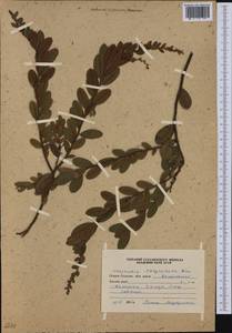 Chamaedaphne calyculata (L.) Moench, Siberia, Russian Far East (S6) (Russia)