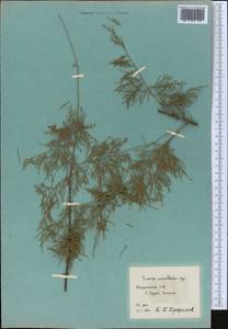 Tamarix arceuthoides Bunge, Middle Asia, Pamir & Pamiro-Alai (M2) (Tajikistan)