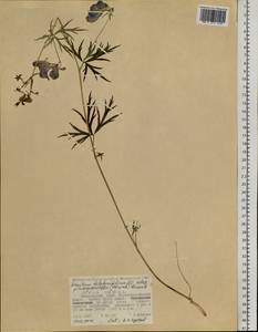 Aconitum pseudokusnezowii Vorosch., Siberia, Russian Far East (S6) (Russia)