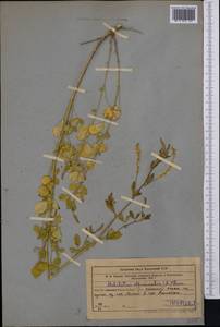 Melilotus officinalis (L.) Lam., Middle Asia, Western Tian Shan & Karatau (M3) (Uzbekistan)