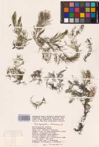 Ceratophyllum submersum L., Eastern Europe, Lower Volga region (E9) (Russia)