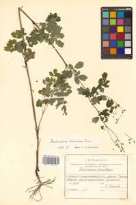 Thalictrum minus subsp. elatum (Jacq.) Stoj. & Stef., Siberia, Russian Far East (S6) (Russia)