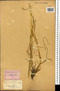 Hordeum bulbosum L., Caucasus, Azerbaijan (K6) (Azerbaijan)