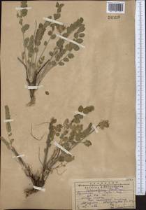 Astragalus platyphyllus Kar. & Kir., Middle Asia, Western Tian Shan & Karatau (M3) (Kazakhstan)