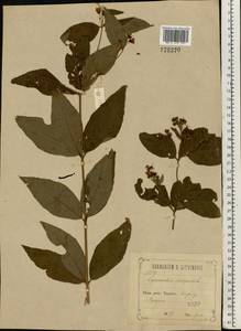 Lysimachia vulgaris L., Eastern Europe, Central forest-and-steppe region (E6) (Russia)